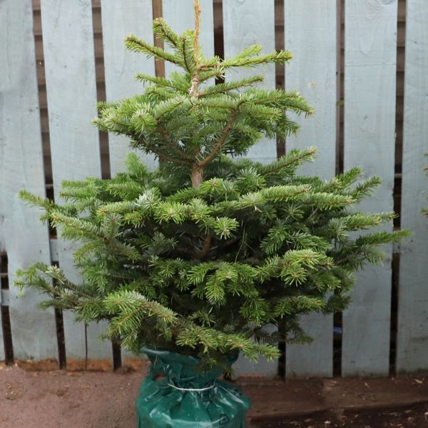 Nordman Fir - Pot Grown Christmas Tree 150cm - 175cm